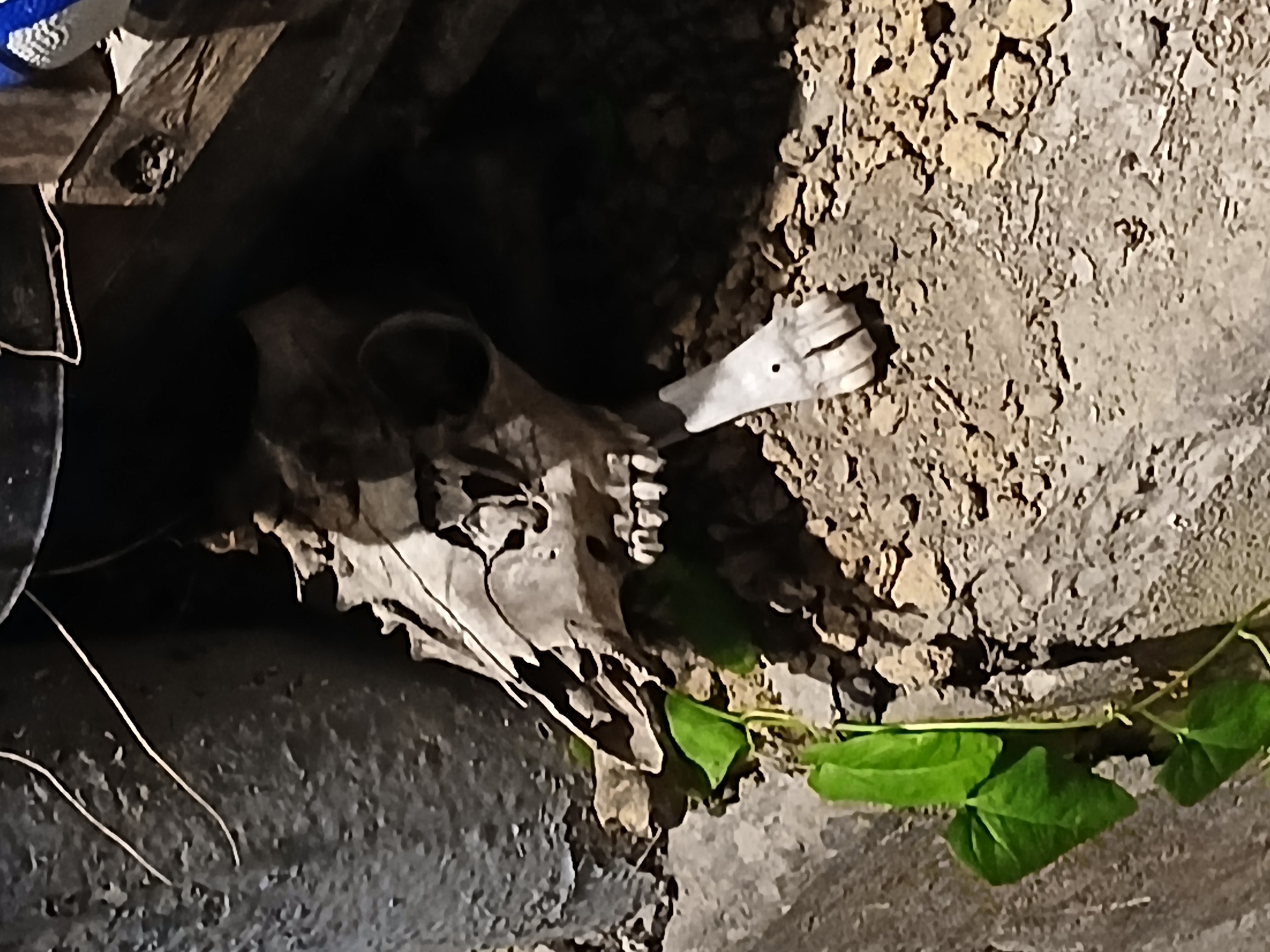 Skull and crossbones of a deer skull, next to a rusted metal support.