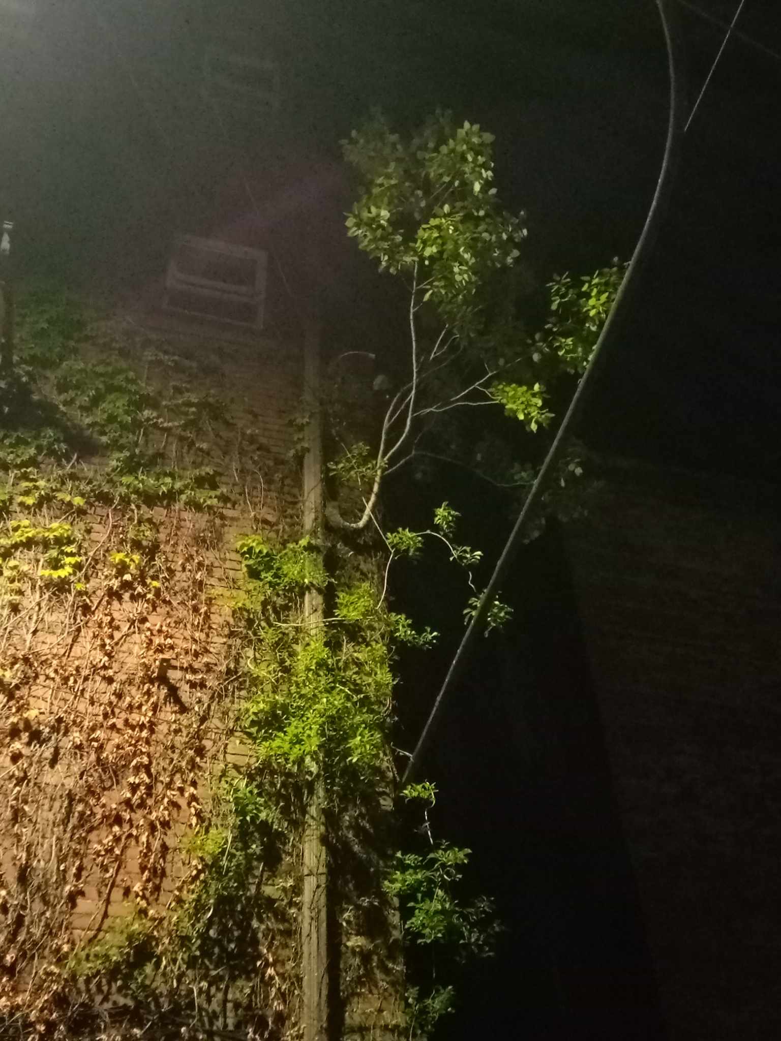 Vines creeping up a light fixture on the corner of a building.